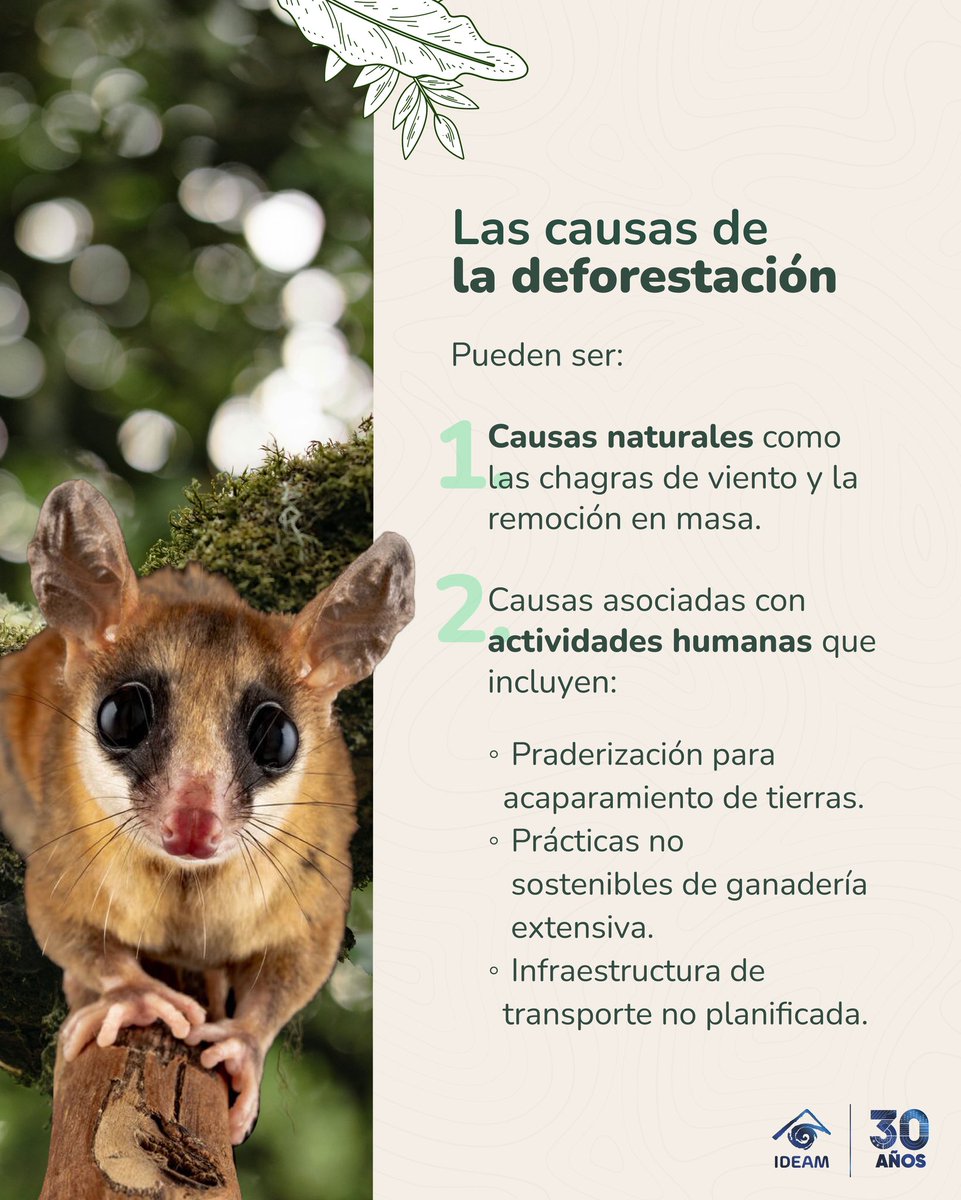 IDEAMColombia's tweet photo. Descubre la sexta guía educativa sobre bosques: un recorrido para entender cómo el monitoreo ayuda a conservar los #BosquesParaLaVida. 🦜 Protegerlos es proteger nuestro futuro. 🫱🏻‍🫲🏽 @MinAmbienteCo 

Consulta más aquí: https://t.co/P6h9TPBi8R https://t.co/I9Ip5z1g0E