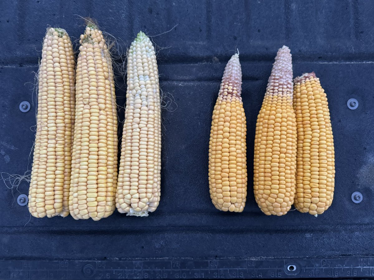 Cropwise1's tweet image. Ok #agtwitter  … two hybrids in the same field- field pretty darn consistent, same management across the board.  120# urea at plant, fb 80# toodress.  Plenty of N applied, plants showing little to no N loss.  Been irrigated, not water stressed.  

Thoughts on how to explain