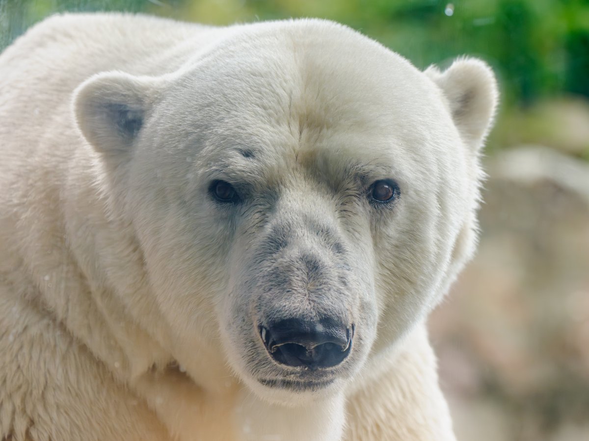 先週は八木山動物公園へ…✈
カイくんの人生相談☎🔮に並んでみました。