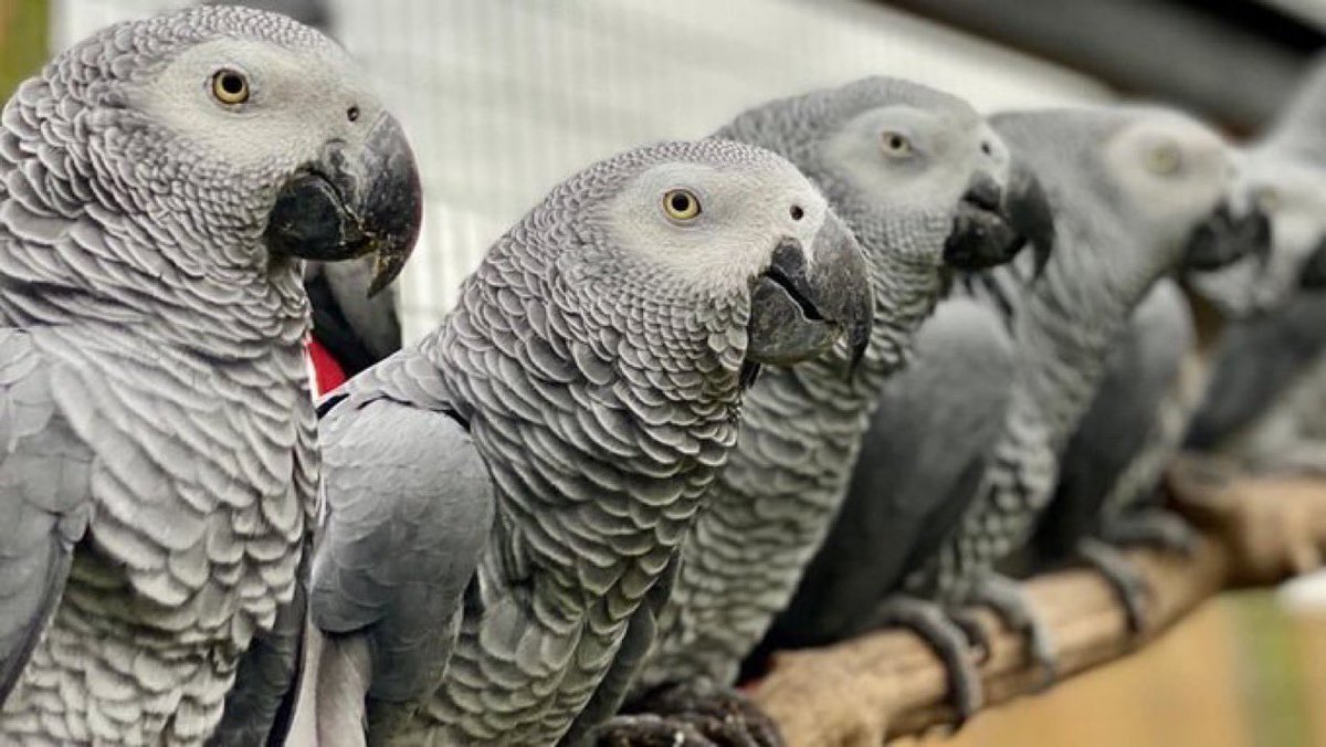 Five African grey parrots had to be taken off public display at Lincolnshire Wildlife Park after they started swearing at visitors—and then laughing 

Billy, Eric, Tyson, Jade, and Elsie—came from different homes but became best friends, bonding over their shared love of new