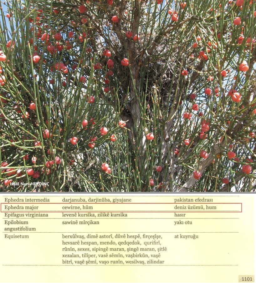 "Homa" (hoʊmə) Avesta de nameyê yew vaşê pîrozî yo û Zerdeştî de cayê xo muhîm o. Kokê xo reseno Hînd-Aryanan ke sanskritî de ci ra "Soma" vajîyêno. Farskîya kehene de semedê Îskîtan "Sakā hauma-vargā" nusîyayo (V.Î. ~490).  Vanê, kokê "Homa/Hûma" yê zazakî zî tîya ra yeno.