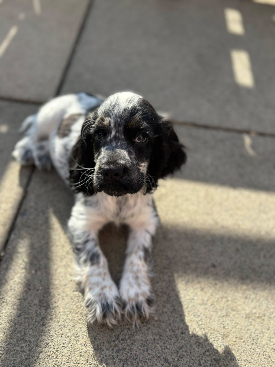 HearingDogs's tweet image. A very adorable Venus is showing off her picture perfect pose 📸

In the first stage of her training, Venus is learning her basic cues like &apos;Sit&apos; and &apos;Down&apos;.

Here she is showing off everything she&apos;s learnt - well done Venus 🐾📸