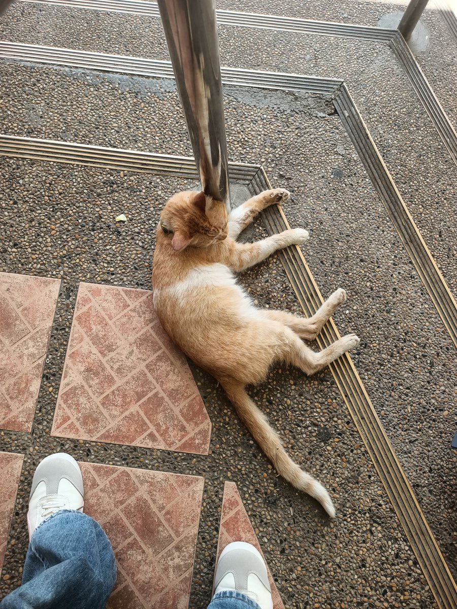lykaferranco's tweet photo. 🐈 https://t.co/d51OnqpPte