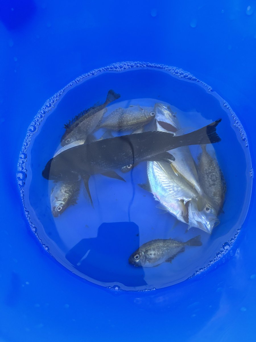 Non_mocchi's tweet photo. お魚を釣りました

メジナとアジは美味しい天ぷらになりました🍤 https://t.co/ykX9m0P4ie