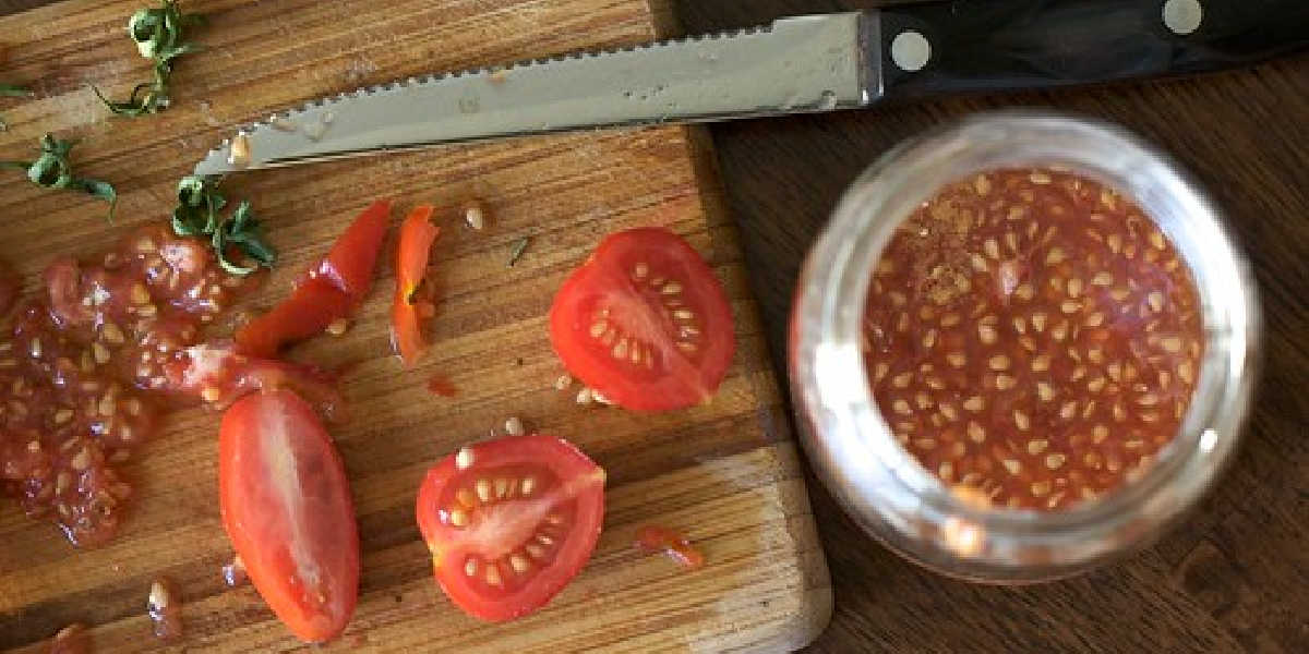 HilltwnFamilies's tweet image. Seed Saving for Kids: From backyard gardens to seed libraries, saving seeds ties families to the land and local traditions. Kids not only learn science and history but also help keep flavors, colors, and stories of this region alive for the future. #seedsaving
