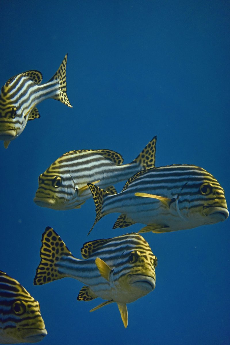 Up close and personal with the Oriental Sweetlips 🐠(ކަނޑު ގުރުވަ) 

📍Lankan Manta Point, North Male’ Atoll