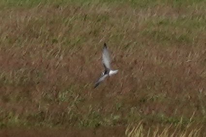 DarbyBug's tweet image. White-winged Black Tern and Garganey on Crossens Inner this afternoon - nice find by ⁦@PeteKinsella2⁩ and Mark #Marshside