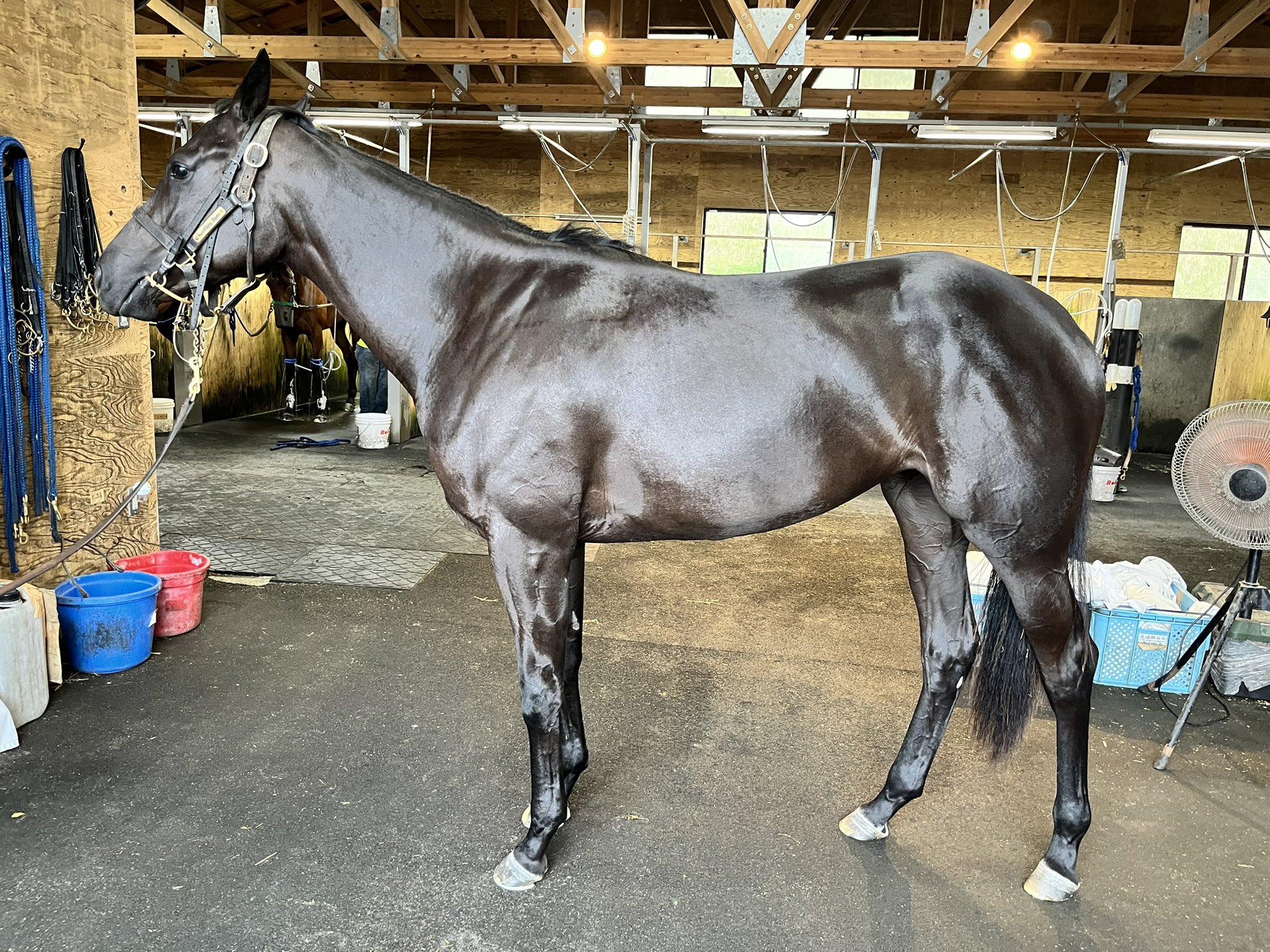 バカラ　走る馬 バカラ 走る馬 バカラ (Baccarat) | 競走馬データ - netkeiba