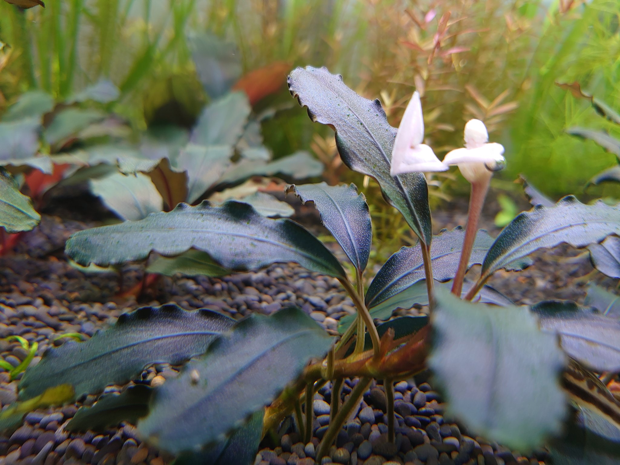 Silent aquarium (@silent_aquarium) / X
