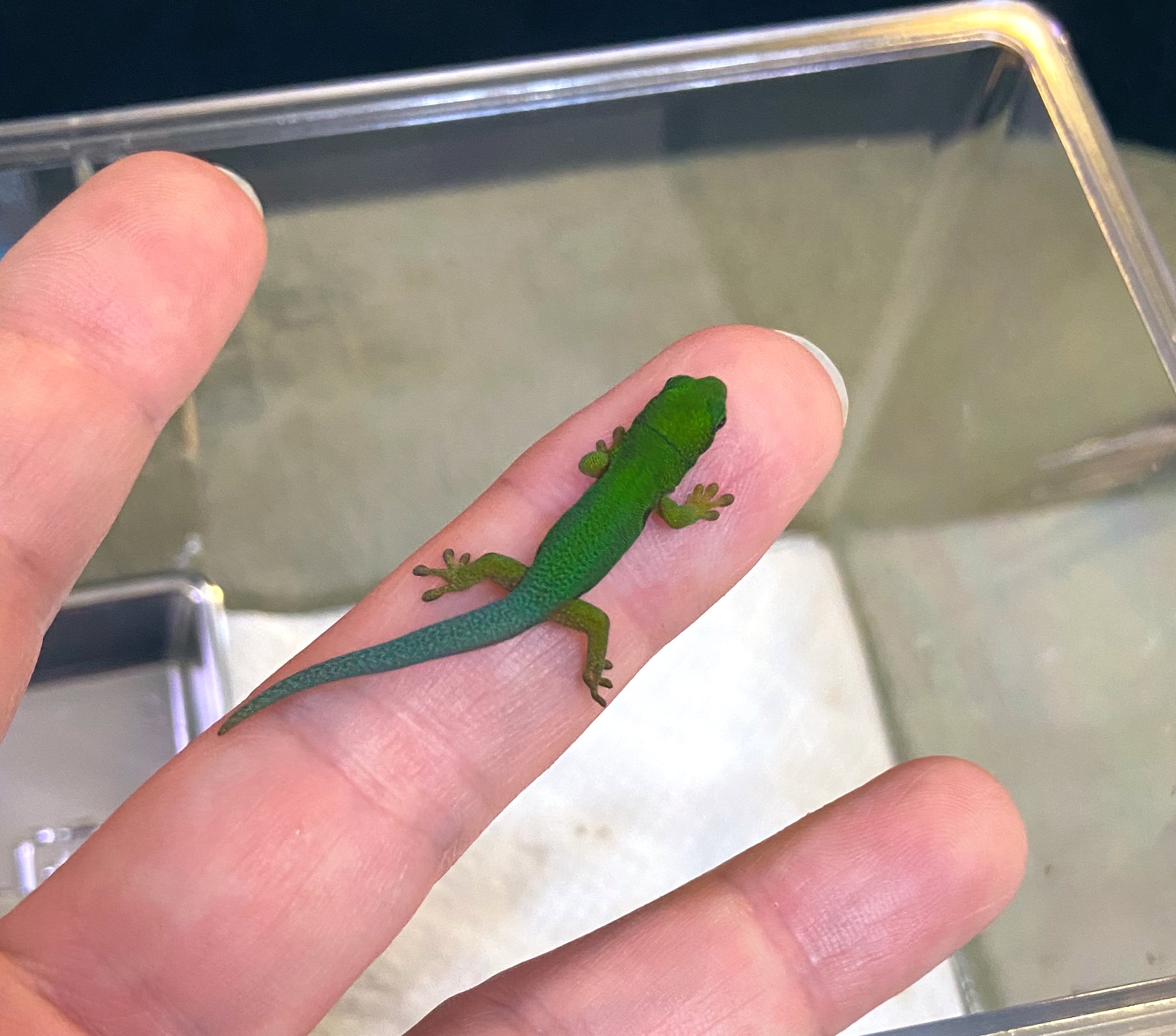 かしわ (@5g5w5s5k) / X