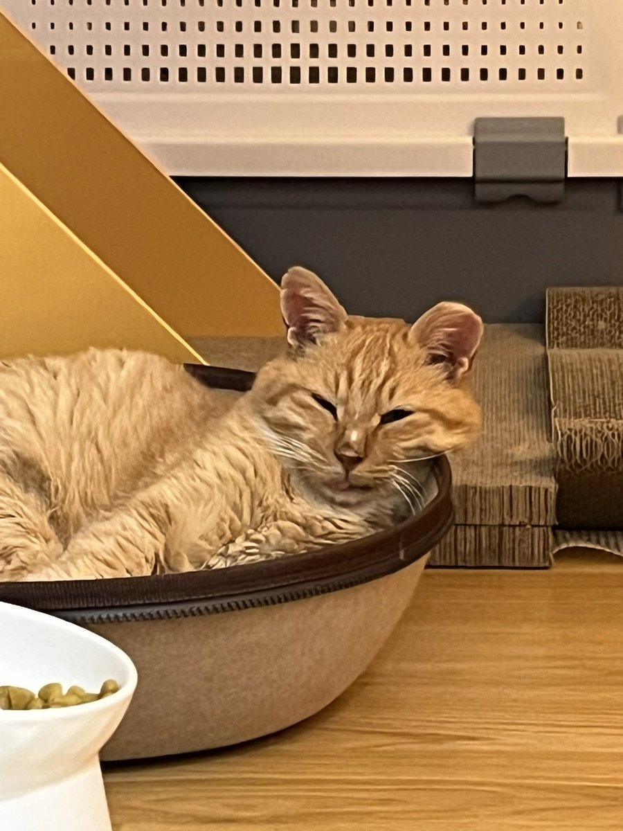 컨디션이 쬐—끔나아지셨는지
이동장 밖에서 쉬고 있는 심바
살짝 못난이? 꼬질미 있으시다 💛

언능 건강해져서 랜선 집사님들께 더 밝게 인사드리자 💛