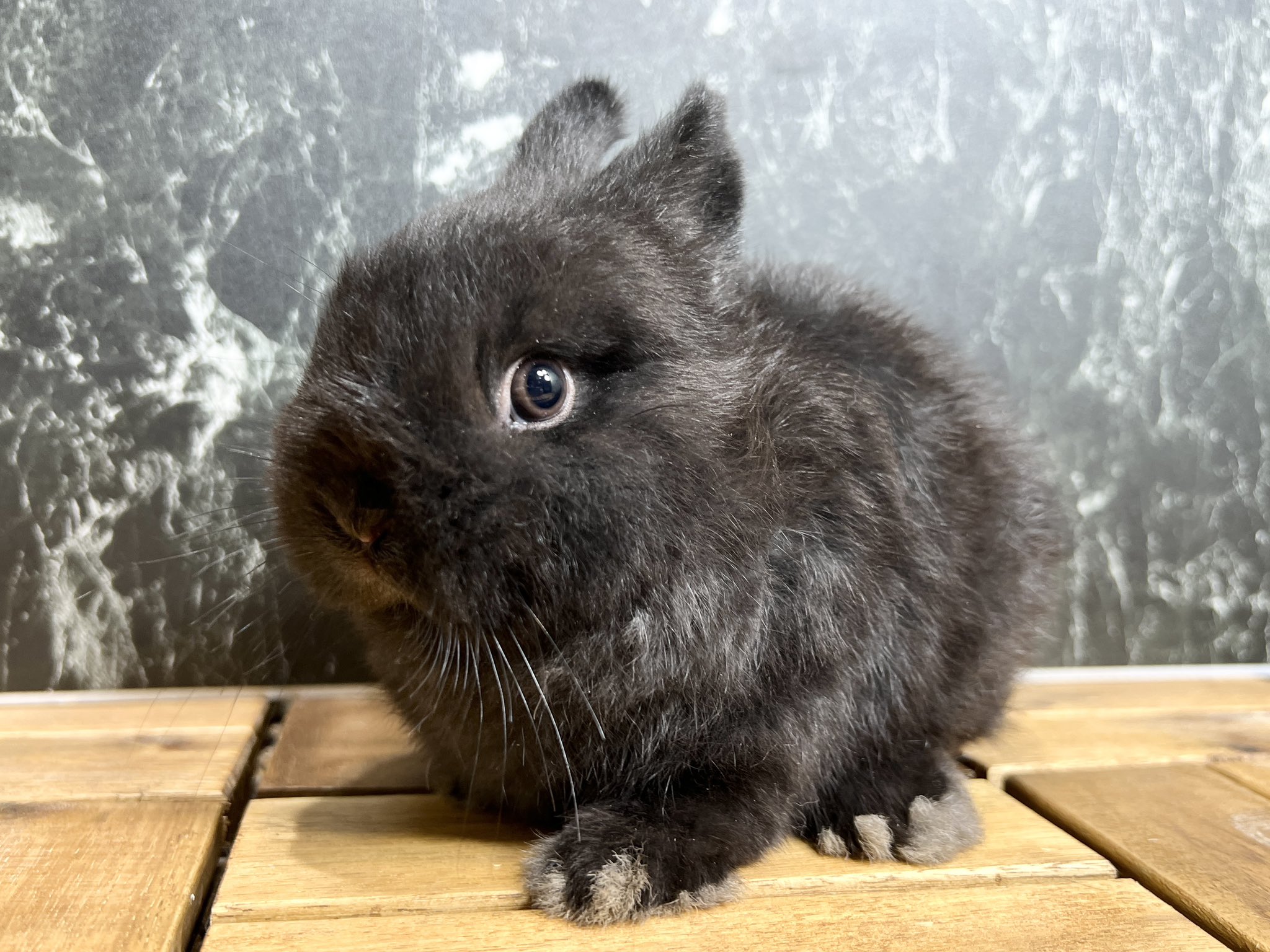 うさぎ専門店モンラパン🐰 on X: 