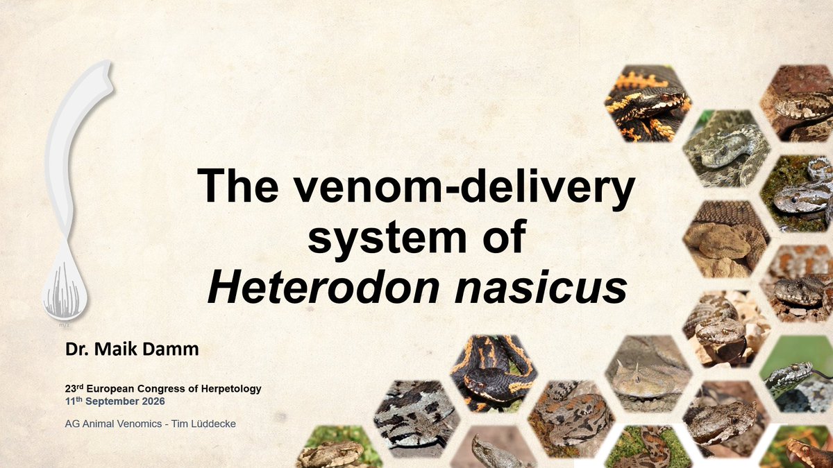 Maik Damm 🐍 tweet media