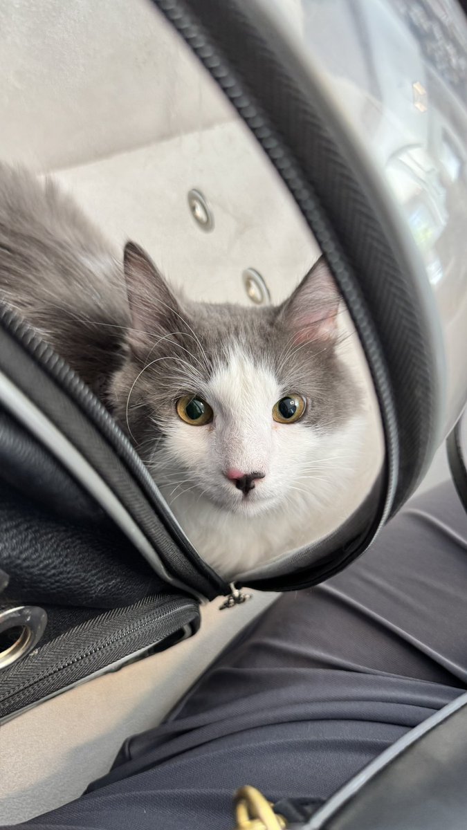 Bu tatlı çocuğum bugün obezite tanısı aldı, diyete başlayacak :)