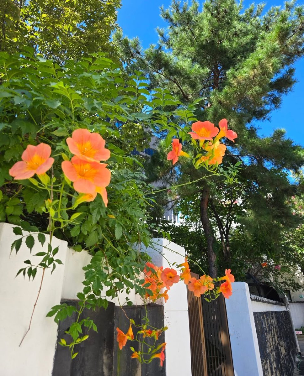 BTSgreenhouse's tweet photo. Namjoon: Chinese trumpet creeper/Campsis grandiflora https://t.co/H9nxBZgcHU