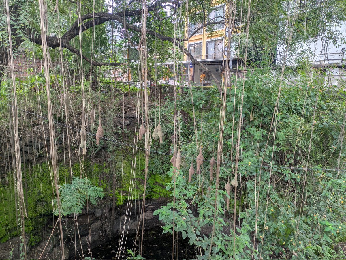 AnaghaC's tweet photo. My city is so beautiful at times 😍
#Pune #Baya #weaverbird https://t.co/OC3B2zaInh