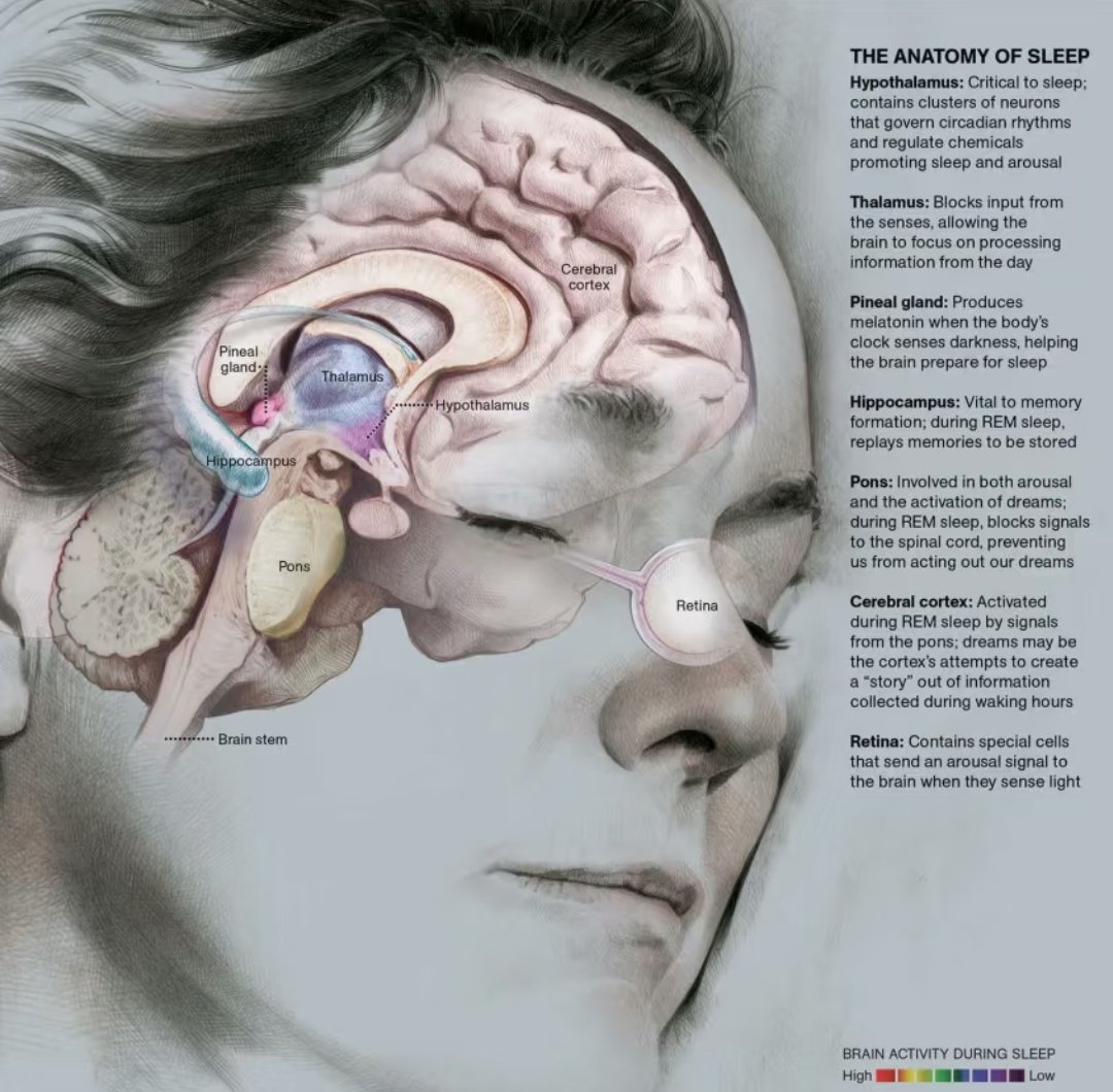 德国著名哲学家康德（Immanuel Kant）曾说过一句话：“有三样东西有助于缓解生命的辛劳---希望、睡眠与微笑”。

精神状态不稳定→去睡觉；
身体不舒服→去睡觉；
总是觉得累→去睡觉；
焦虑→去睡觉；
太过烦恼→去睡觉；
压力太大→去睡觉；
注意力不集中→去睡觉；
记性不好→去睡觉；
