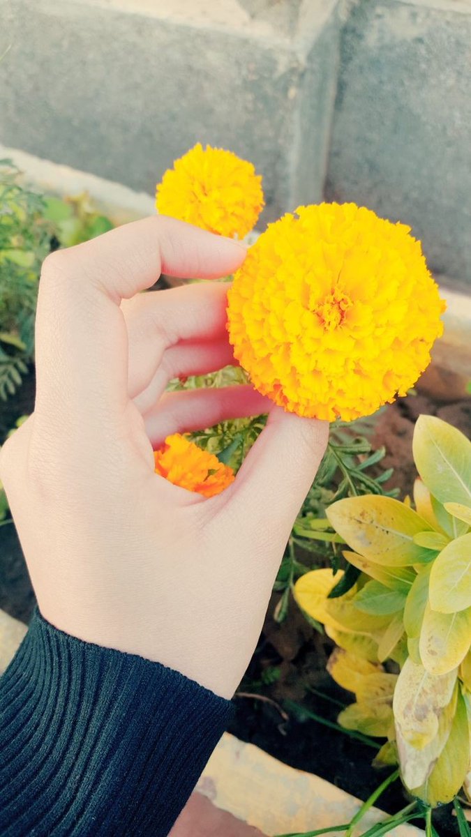 جمَع اللَّه فيك الصَاحب وَ الحبِيب والحَياة💛