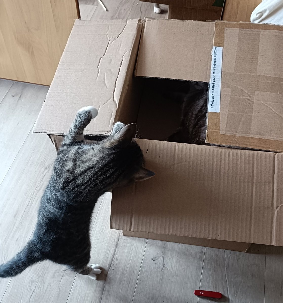 Hallo Freunde, ich hoffe Ihr habt ein schönes Wochenende. Den Fellnasen geht es super.  Maya und Kasimir beschäftigen sich viel miteinander. Wie gesagt, bin froh, daß sie kastriert sind. Im Moment spielen sie Verstecken.  Maya sucht und hat ihn gefunden. Passt auf euch auf.