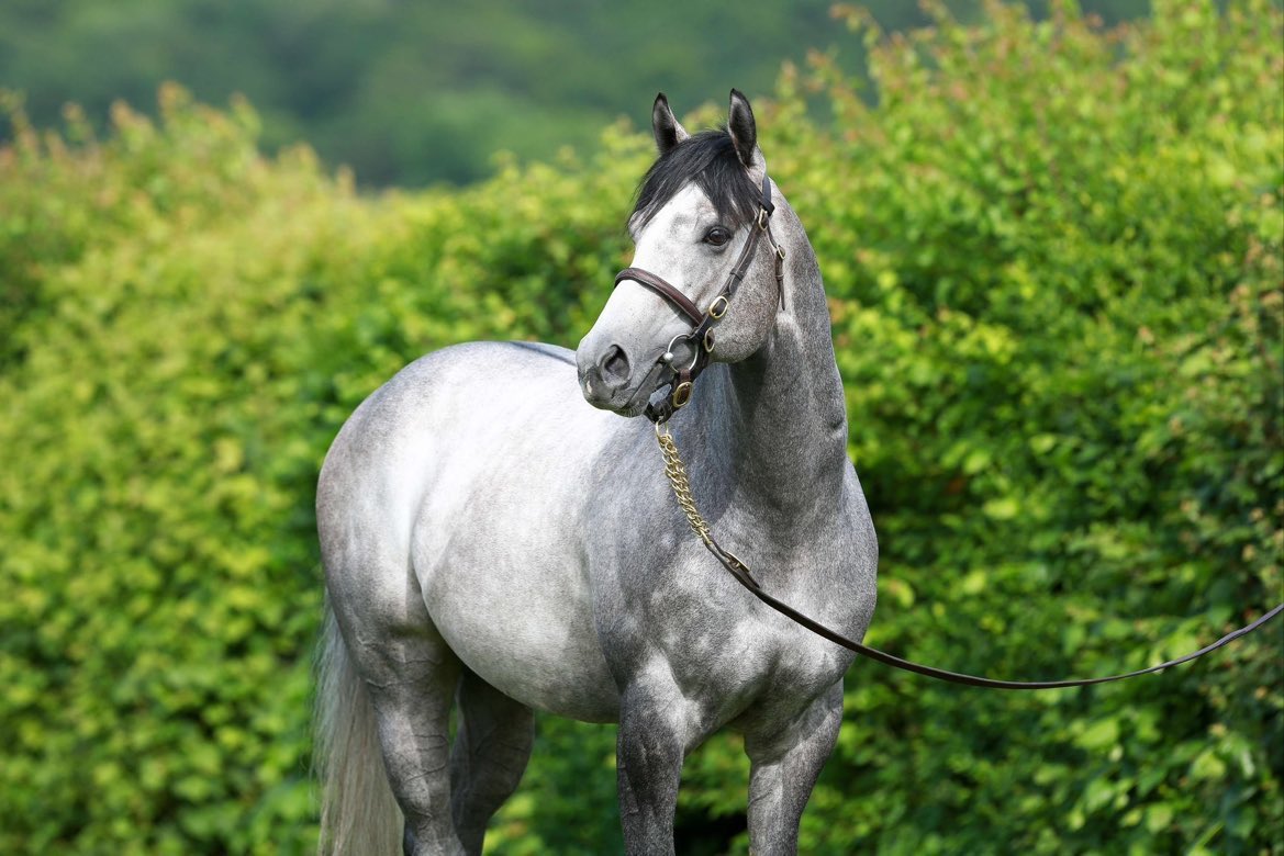 Whitsbury Manor Stud tweet media