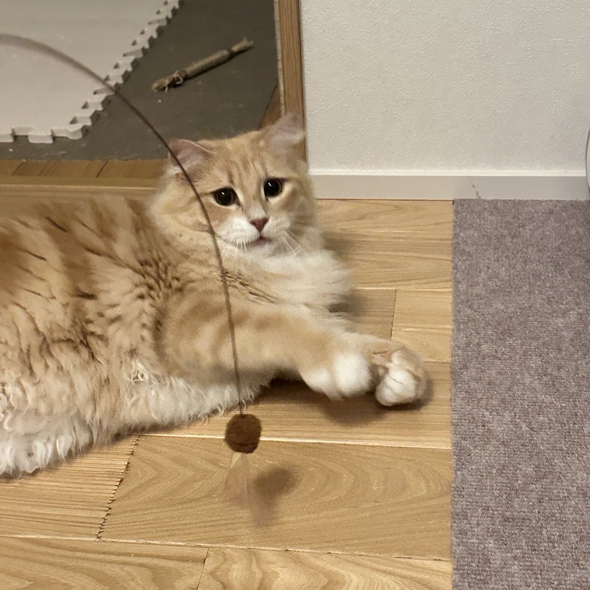 カインズのワイヤー猫じゃらしに大興奮で、めちゃくちゃ楽しく遊んでくれてたのに、何故かドン引き顔が撮れてしまった