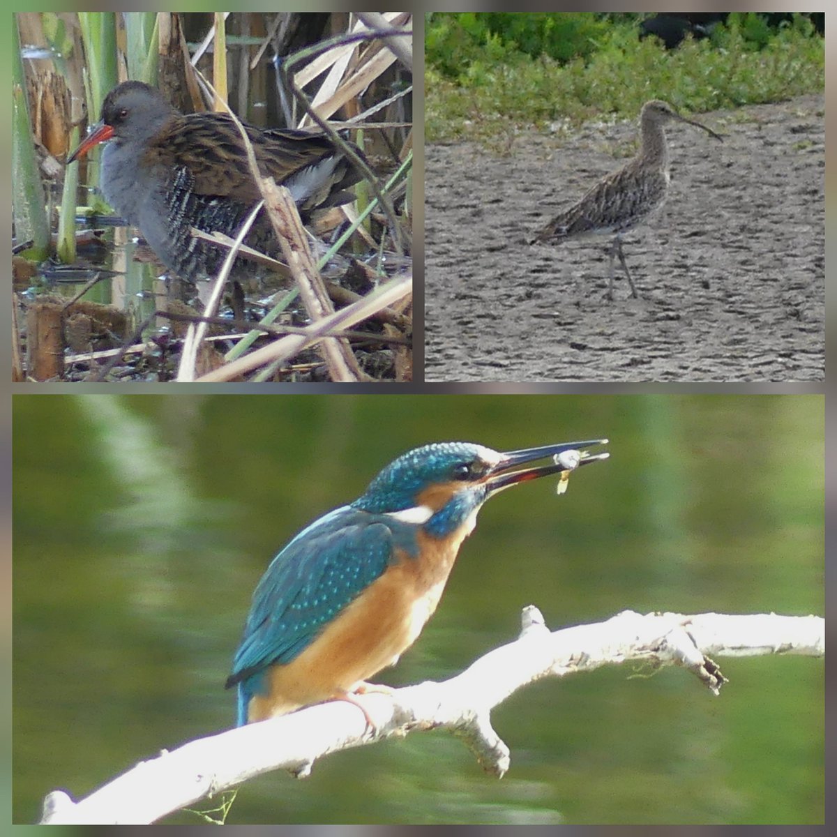 There is nothing new to report at #uptonwarren today. However, cracking views of kingfisher, water rail, 5 curlew, Redstart, whitethroat, peregrine, not to bad at all 🙂