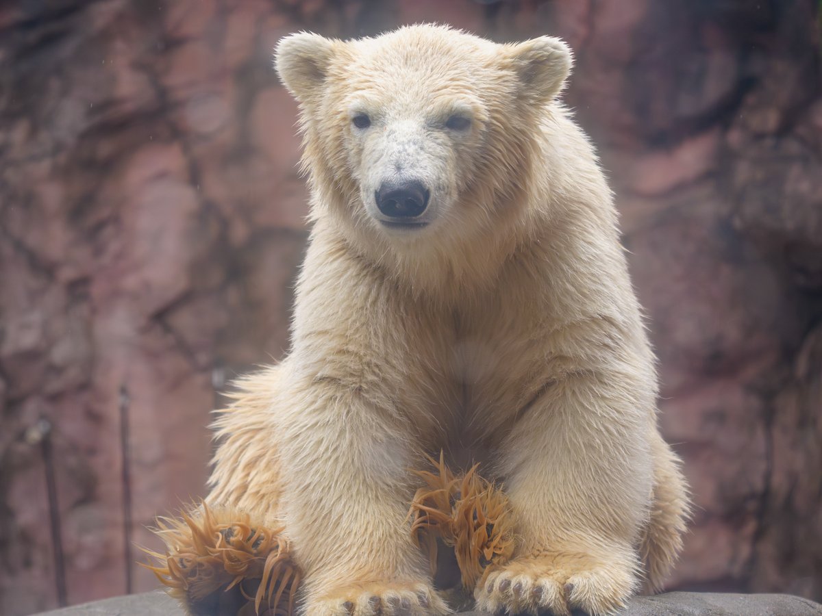 八木山動物公園のホッキョクグマの双子ちゃん
（どちらかな？）

すでに「ホッキョクグマ🐻‍❄️座り」を習得していました🧸こんなにちっちゃいのに…🥰
