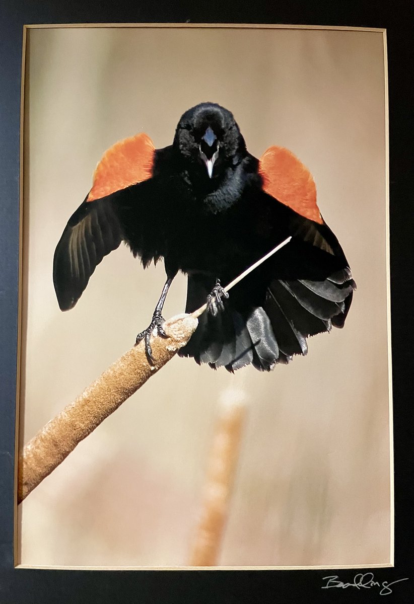 Another cool item at the estate sale. Redwing blackbird photograph.