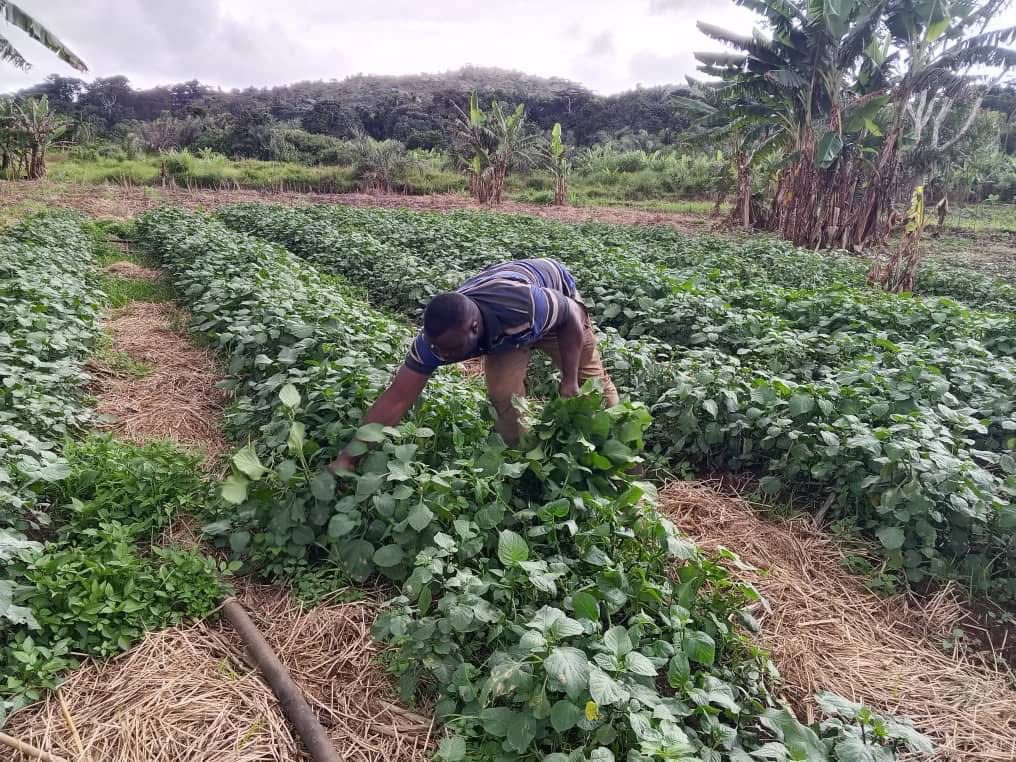 🌍 Le 12 sept, la jeunesse du Grand Ouest s’est réunie à Bangoua 🇨🇲 pour parler #OneHealth &amp; #EntrepreneuriatVert.
👉 Solutions : agriculture durable, leadership des jeunes, santé environnementale &amp; partenariats.
La jeunesse est prête à bâtir l’avenir 💪🌱

#BangouaDurable