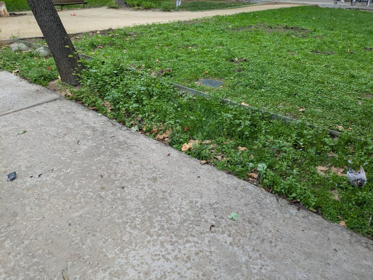 areagossosbdn's tweet image. 🚨MALTRATO ANIMAL🚨
Aparece una paloma decapitada esta mañana en el parc de Torrents i Lladó en el barri de #Bufalà #Badalona.
Hemos retirado una paloma decapitada del parque cercano al lugar donde hace unos días aparecieron varias palomas y gallinas en las mismas circunstancias.