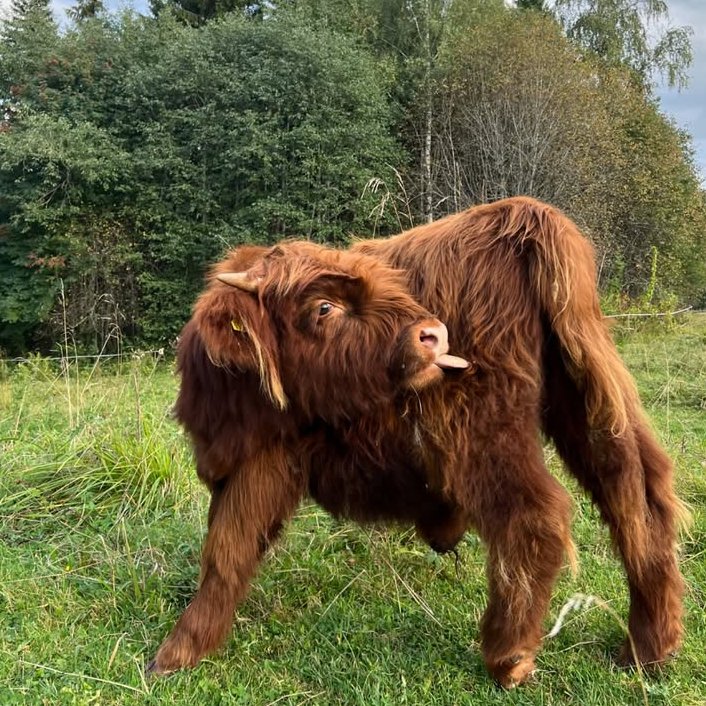 📅 13th September 2025 
🏷️ Instagram/highlandcattleofsaarela
💕 #animaloftheday