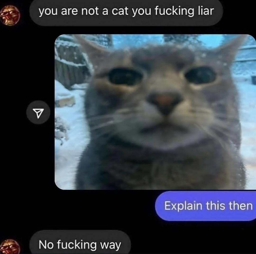 LiterallyMeCats (@literallymecats) on Twitter photo 