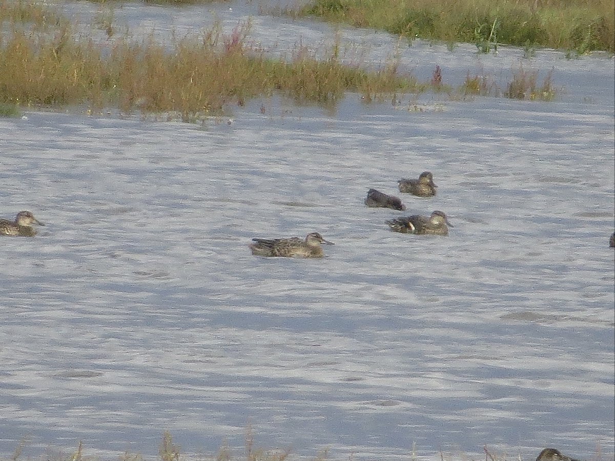 PeteKinsella2's tweet image. Today's visit to Crossens Outer Marsh, Lancs, got off to a good start when a juv White-winged Black Tern appeared albeit distantly.  While watching this, a Garganey dropped in and an Osprey flew west. c40 juv Curlew Sands were also present @BirdGuides #autumnbirding #marshside