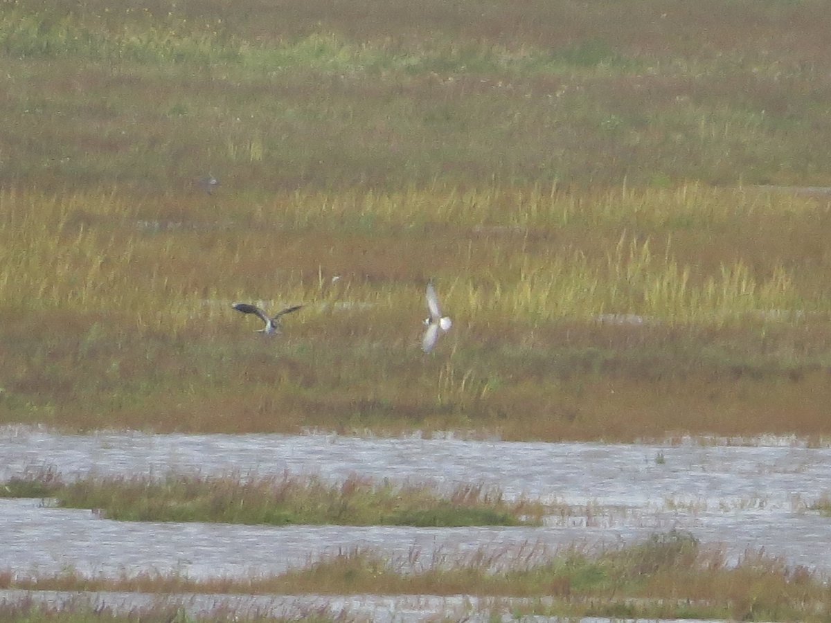 PeteKinsella2's tweet image. Today's visit to Crossens Outer Marsh, Lancs, got off to a good start when a juv White-winged Black Tern appeared albeit distantly.  While watching this, a Garganey dropped in and an Osprey flew west. c40 juv Curlew Sands were also present @BirdGuides #autumnbirding #marshside