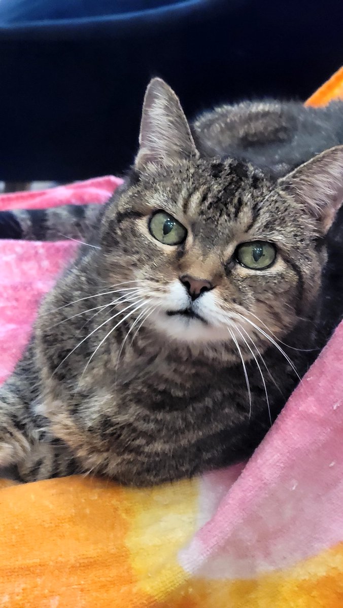 🇺🇸Hot Pepper tweet media