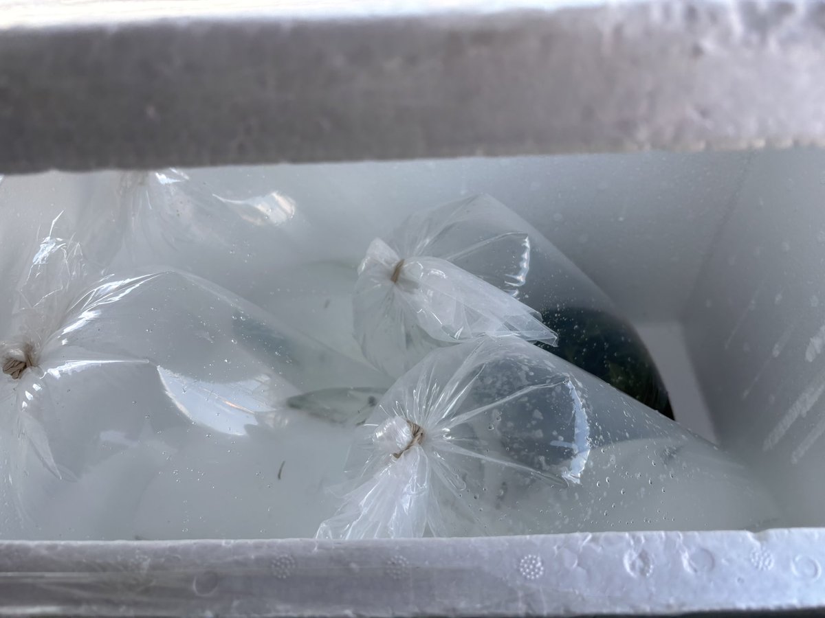 FISH TIME FISH TIME FISH TIME