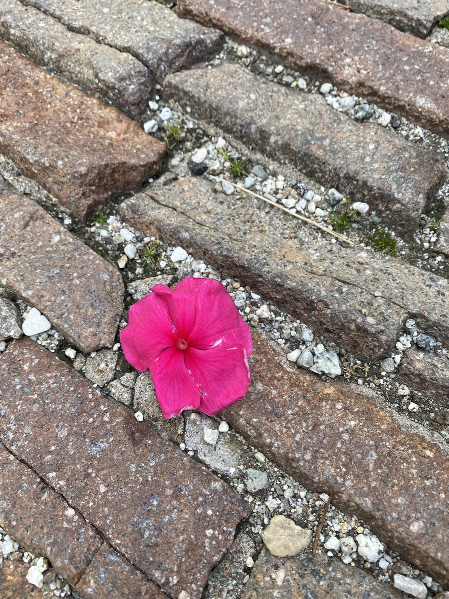 Sonia Zuccaro tweet media