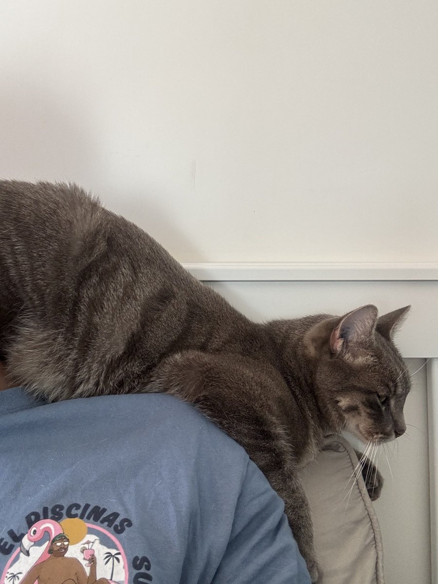 Feilsafe's tweet image. Cet après-midi mon chat est sorti de l&apos;enceinte du jardin sans que je le remarque et il n&apos;est pas revenu.
Il s&apos;appelle Sidney, il est gris, de petite taille, il lui manque sa canine gauche et il est craintif des inconnus mais pas méchant.
Il pourrait être dans le quartier des…