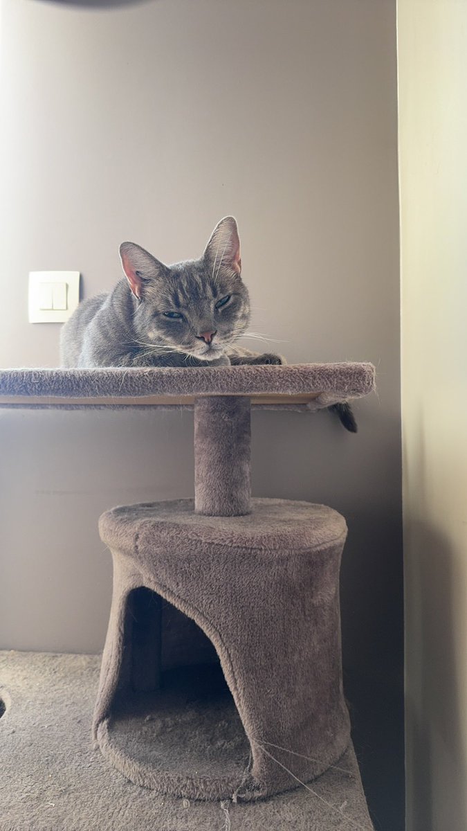 Feilsafe's tweet image. Cet après-midi mon chat est sorti de l&apos;enceinte du jardin sans que je le remarque et il n&apos;est pas revenu.
Il s&apos;appelle Sidney, il est gris, de petite taille, il lui manque sa canine gauche et il est craintif des inconnus mais pas méchant.
Il pourrait être dans le quartier des…