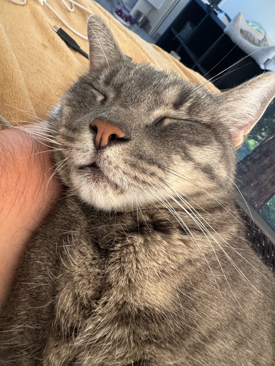 Feilsafe's tweet image. Cet après-midi mon chat est sorti de l&apos;enceinte du jardin sans que je le remarque et il n&apos;est pas revenu.
Il s&apos;appelle Sidney, il est gris, de petite taille, il lui manque sa canine gauche et il est craintif des inconnus mais pas méchant.
Il pourrait être dans le quartier des…