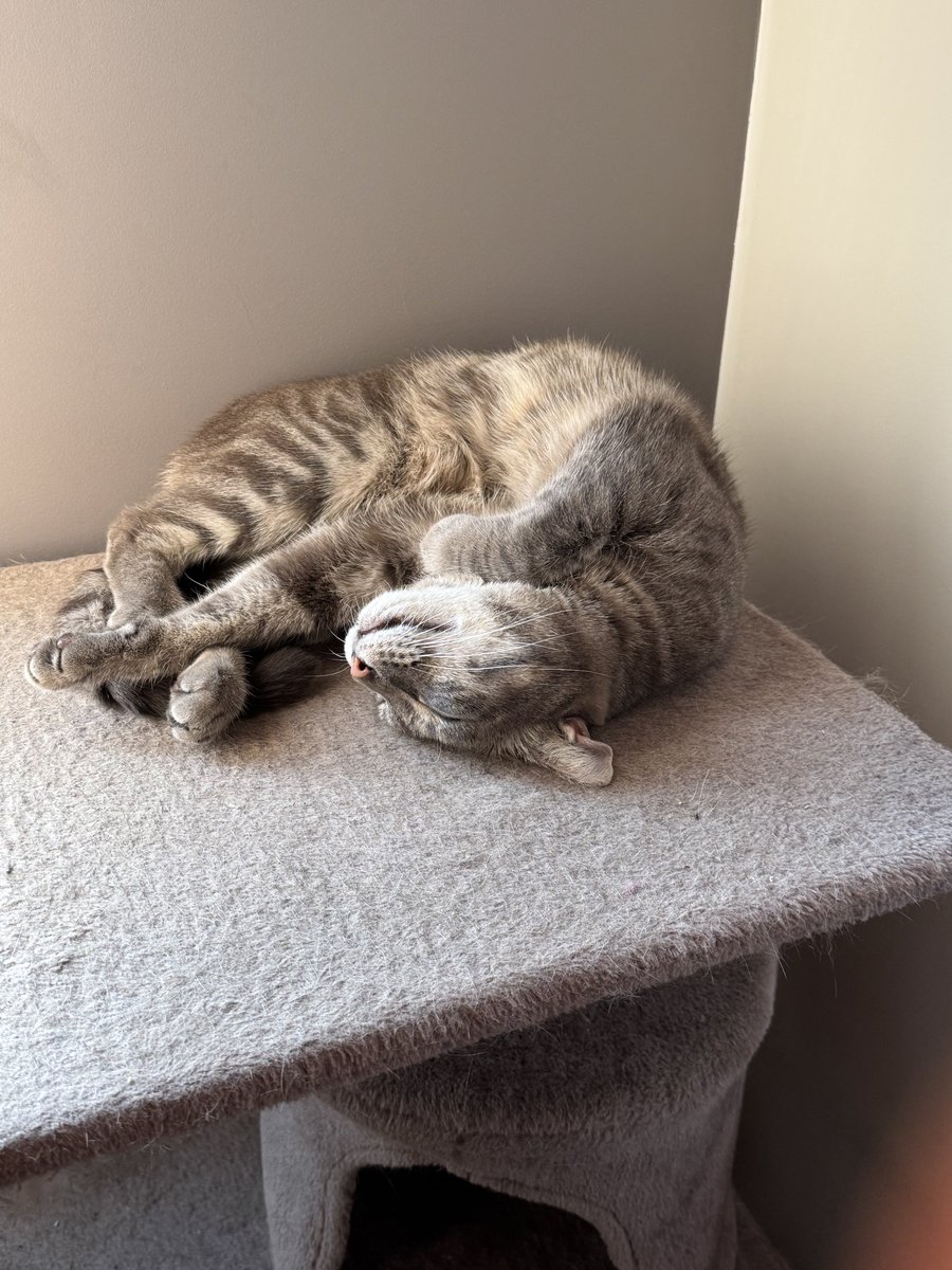 Feilsafe's tweet image. Cet après-midi mon chat est sorti de l&apos;enceinte du jardin sans que je le remarque et il n&apos;est pas revenu.
Il s&apos;appelle Sidney, il est gris, de petite taille, il lui manque sa canine gauche et il est craintif des inconnus mais pas méchant.
Il pourrait être dans le quartier des…