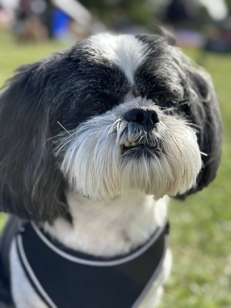 cr0bar's tweet photo. Some random Harvey photos from earlier today at #dogfest https://t.co/zh8k1n4rAD