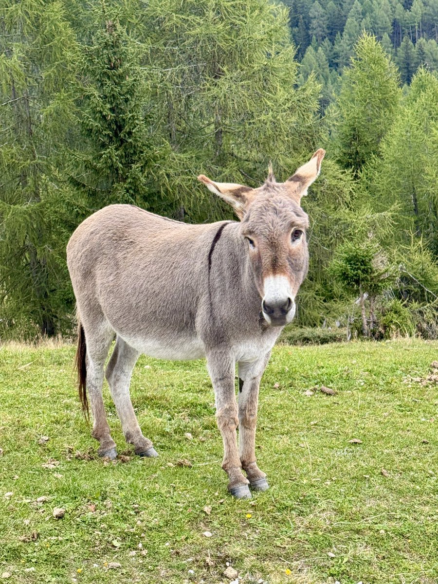 franksteibli's tweet photo. Heute ging es zur Alpe Nemes Hütte
#Bergwandern (13. September 2025, 15,6 km, 488 HM) #Südtirol 🇮🇹❤️ https://t.co/gsM5zKsN3H