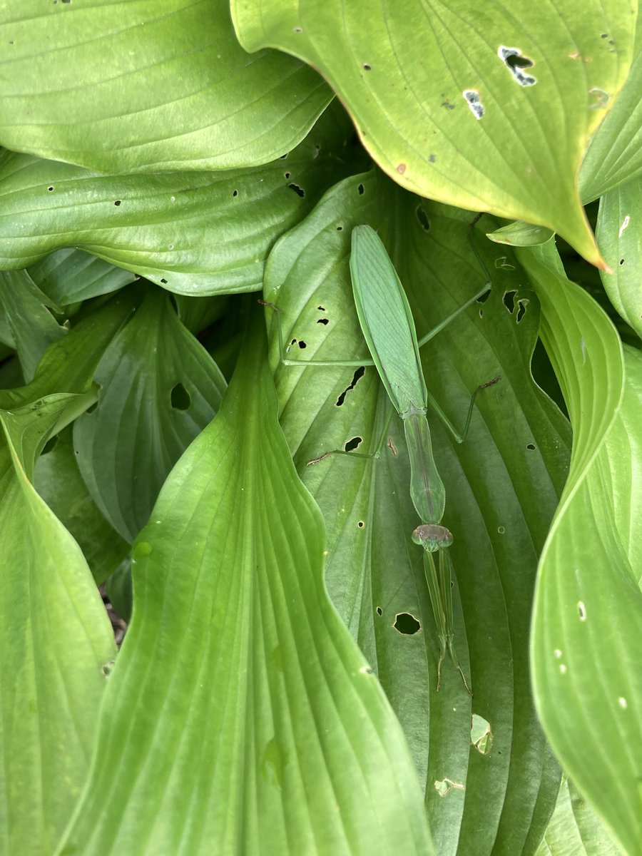 John Wallace tweet media