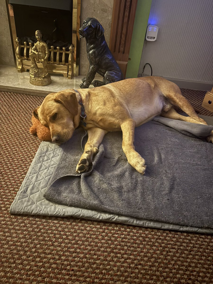 mickfox200's tweet photo. The price you pay for having so much fun in the sun ..
#poopedpooch..#outforthecount..
#snoringlikeagoodun.. 🧡🐾🧡🐾 https://t.co/wT90pXGUSg