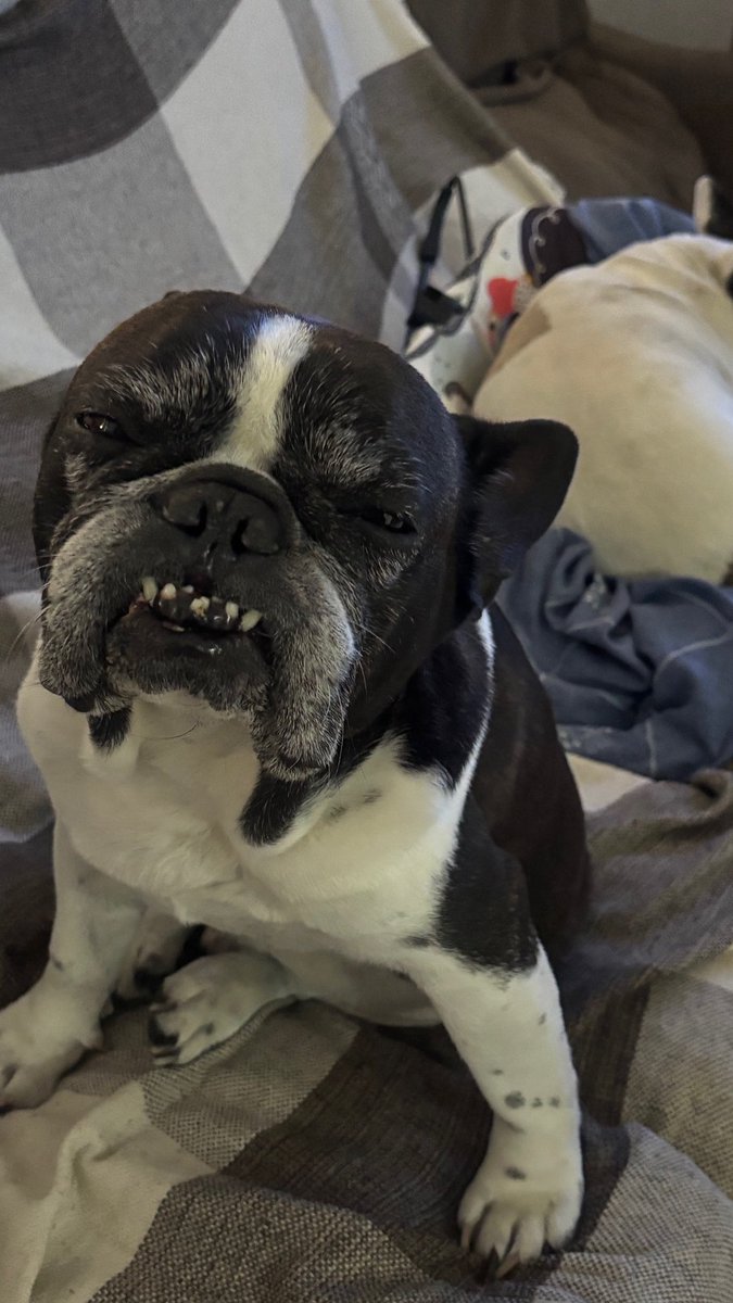 victoriamoon's tweet image. eu relutei MUITO pra fazer vakinha e aceitar doação pro noah. eu e minha mãe fizemos rifas (a minha ainda ta vendendo), estrapolamos os cartões e até um empréstimo eu já fiz. mas agora QUALQUER ajuda tá sendo bem vinda. me ajudem nem q seja compartilhando!
vakinha.com.br/5724261?utm_ca…