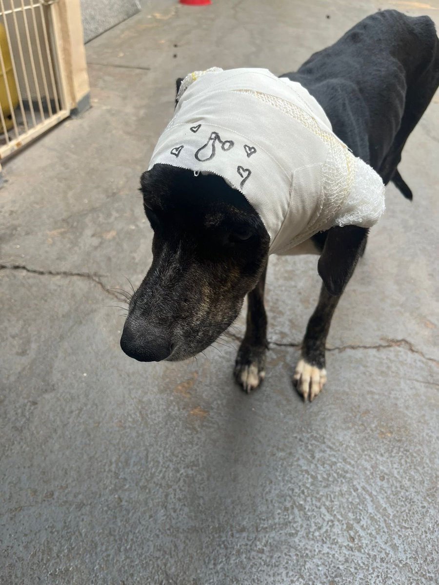 Dr. DoLittle ⓘ tweet media