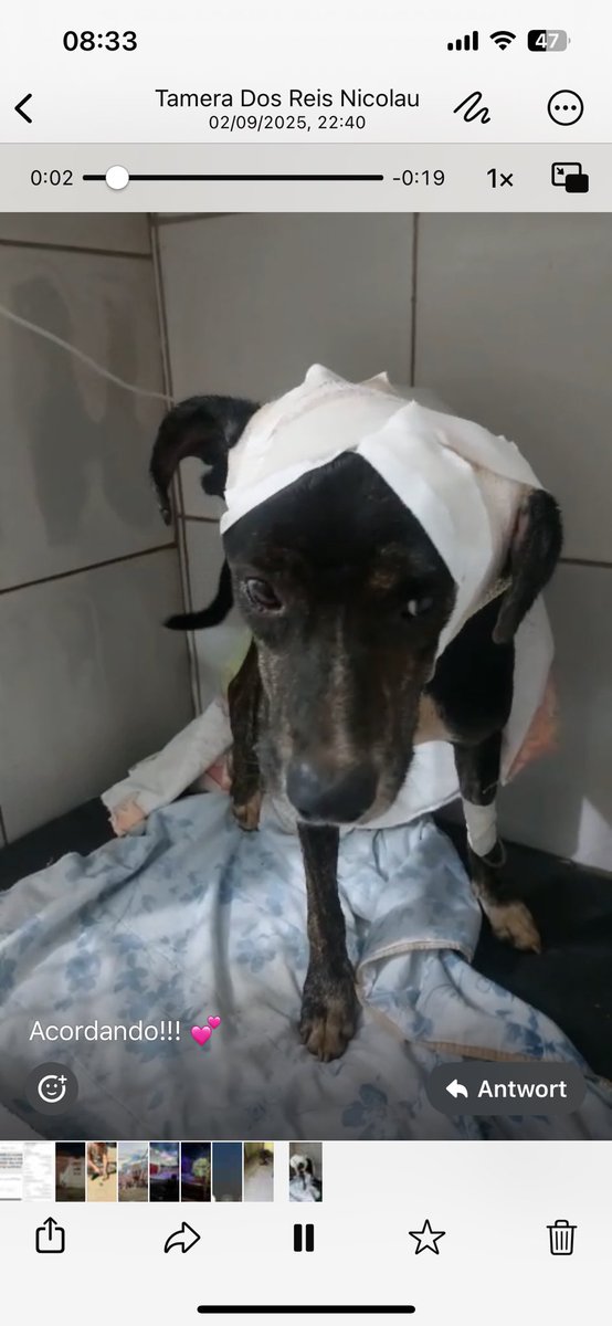 Dr. DoLittle ⓘ tweet media