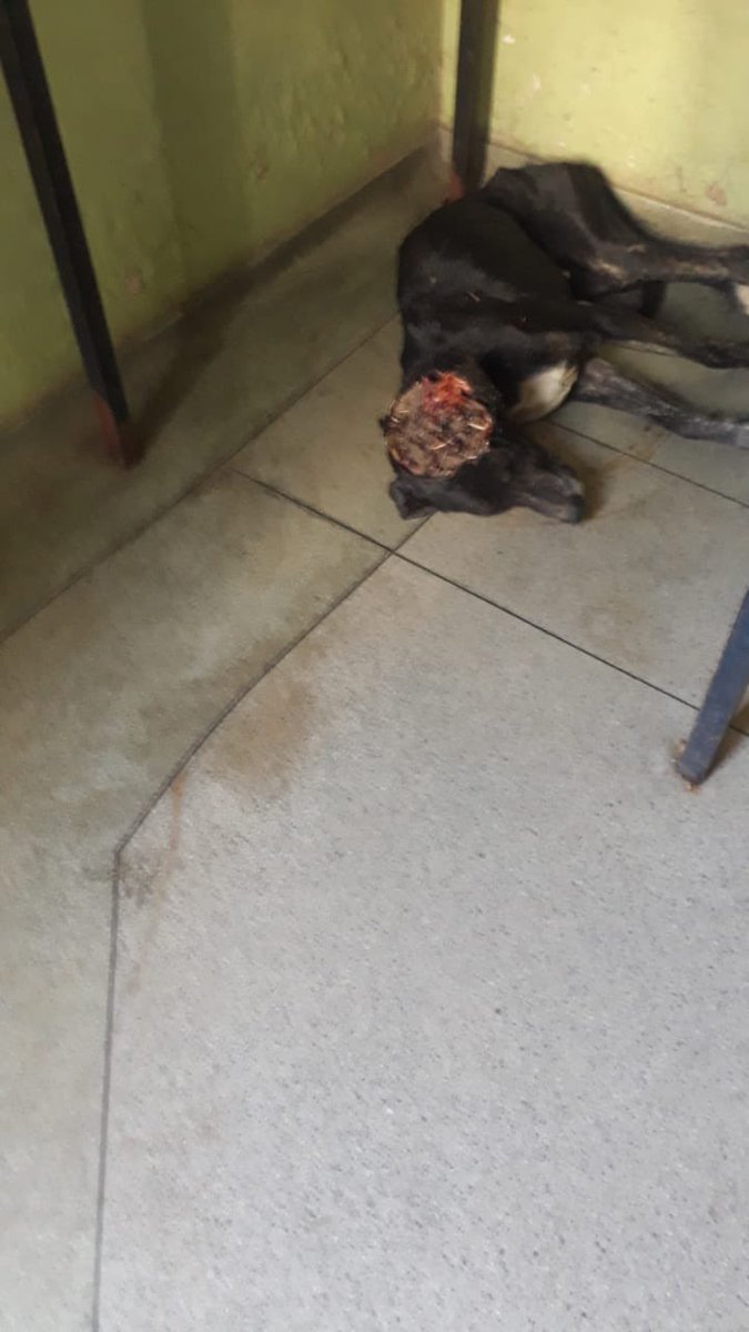 Dr. DoLittle ⓘ tweet media