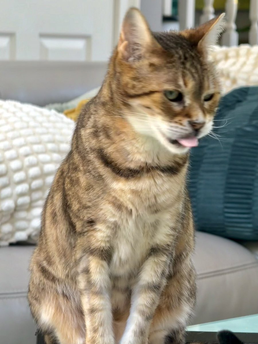 This one here decided to bengal HOwWWWwl YowwwWwwwwl this morning while I was on live TV giving closing remarks on <a href="/NEWSMAX/">NEWSMAX</a> 😜🤪😜 she said today is #Caturday and I’m supposed give her undivided attention 

With apologies to Anchor <a href="/tomborelli/">Tom Borelli, Ph.D.</a> 🤷‍♂️